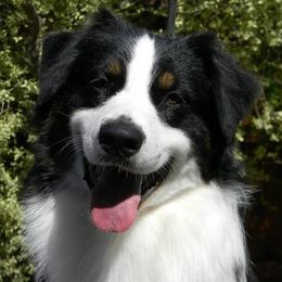 Australian Shepherds from Shanna Gordon's Australian Shepherds