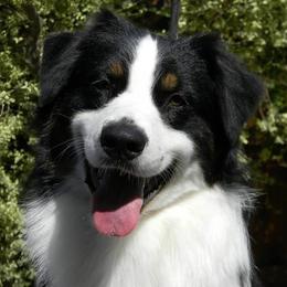 Australian Shepherds from Shanna Gordon's Australian Shepherds