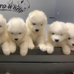 Samoyed Puppies from Kenjo Samoyeds