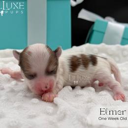 Elmer - Merle male Morkie puppy in Scottsdale, Arizona from Lil Luxe Pups