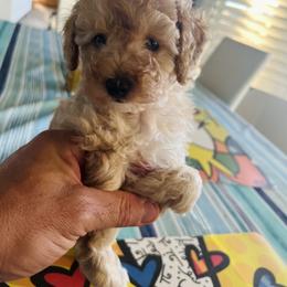 Poodle Puppies from ItalianToyPoodles