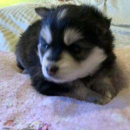 Pomsky and Siberian Husky Puppies from Cold Mountain Kennel