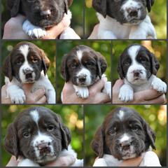 Drentsche Patrijshond and Spinone Italiano Puppies from Two Gun Kennels