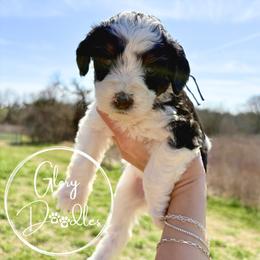 Purple - Tri-color female Bernedoodle puppy in Rockwall, Texas from Glory Doodles
