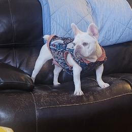Peppermint - French Bulldog