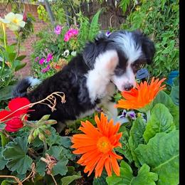 Hailey Long Star Angel - Black and white female Chinese Crested puppy in Amarillo, Texas from Victoria's Chinese Cresteds Long Star Angels