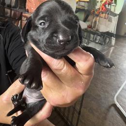 Dachshund Puppies from Lord Frank’s Mini Weeniers