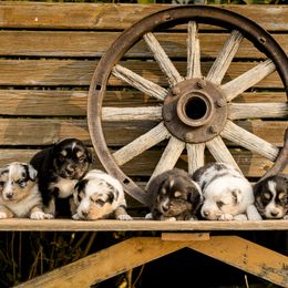 Miniature Australian Shepherd Puppies from Sun Dog Mini Aussies