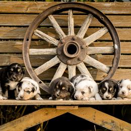 Miniature Australian Shepherd Puppies from Sun Dog Mini Aussies