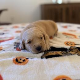 Green Color Boy - Golden male Golden Retriever puppy in Loma Rica, California from BloomingPuppies