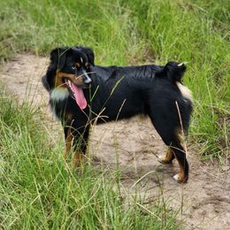 Willy - Miniature Australian Shepherd