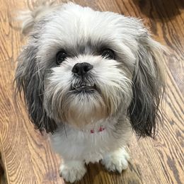 Willow - Shih Tzu