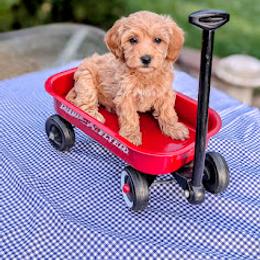 Aussiedoodle, Australian Shepherd, Bernedoodle, Cavapoo, Cockapoo, and Poodle Puppies from Sis' Doodles & Poodles