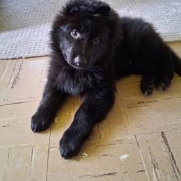 Theo - Black male German Shepherd puppy in White Cloud, Michigan from Von WestLynn German Shepherds
