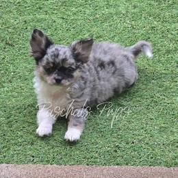 Hendrix - Merle male Chihuahua puppy in Bowdon, Georgia from Paschal's Pups