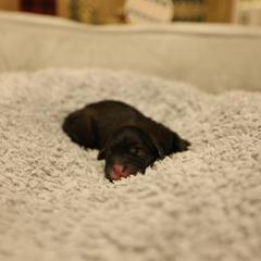 F - Black and white female Mal-Shi puppy in Sacramento, California from FurKids