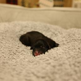 F - Black and white female Mal-Shi puppy in Sacramento, California from FurKids