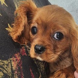 Gideon - Ruby Cavalier King Charles Spaniel puppy in Cleveland, North Carolina from Rose and Crown Cavaliers