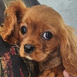 Gideon - Ruby Cavalier King Charles Spaniel puppy in Cleveland, North Carolina from Rose and Crown Cavaliers