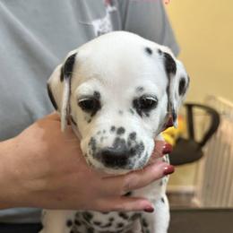 Buffy - White and black female Dalmatian puppy in New Jersey from Prestige Dalmatians