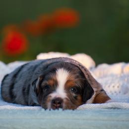 Theo - Blue merle male Miniature American Shepherd puppy in Chocowinity, North Carolina from Foxtail Hollow