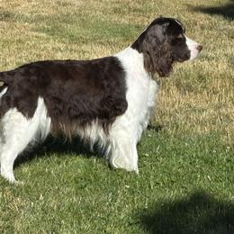 English Springer Spaniel All Grown Up from Darkover English Springer Spaniels