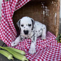 Brisket - White and black male Dalmatian puppy in Tulsa, Oklahoma from White House Dals