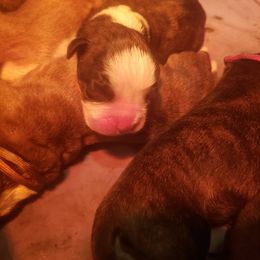 Boxer Puppies from SmashBox Kennel