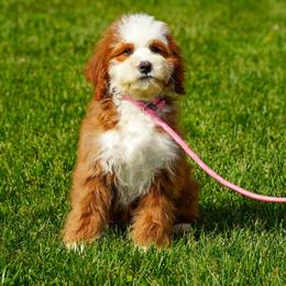 Allie (trained puppy) - Red female Bernedoodle puppy in Dundee, Ohio from Down Home Doodle