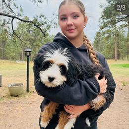 Bernedoodle, Bernese Mountain Dog, and Golden Retriever Puppies from Mercy Mountain Bernedoodles
