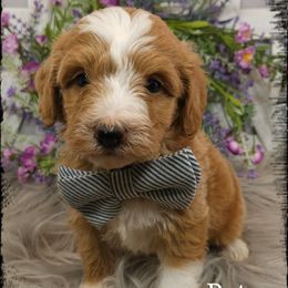 Petey - Apricot male Aussiedoodle puppy in Farley, Iowa from Iowa's Doodle Co.