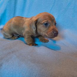 Clover - Dapple female Dachshund puppy in Opelika, Alabama from Dachshund Darlins