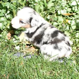 Blue Merle with Blue Eyes - Blue merle female Miniature Australian Shepherd puppy in Parma, Idaho from Arena Valley Acres