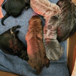 Neo - Sable male German Shepherd puppy in Los Lunas, New Mexico from Mali's German Shepherds