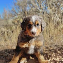 Tiana - Double Doodle puppy from Dry Canyon Pups