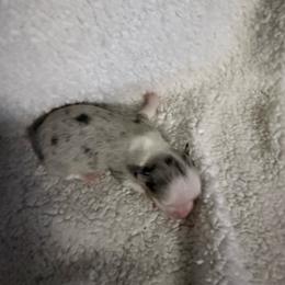 Willow - Merle female Chihuahua puppy in Dime Box, Texas from Color Me Crazy Chihuahuas