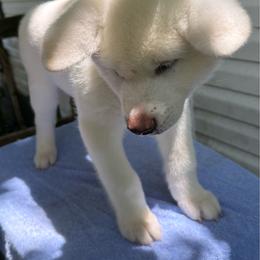 Pikku - White male Japanese Akitainu puppy in Hubert, North Carolina from Miyo Ken