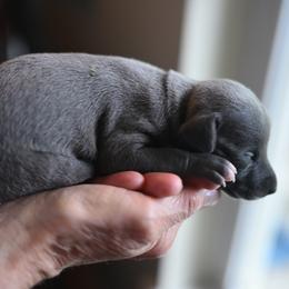 Bluebell - Blue female Whippet puppy in Gentry, Arkansas from Mardel Robeson of Mulberry Hollow Whippets