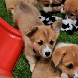 Pumpkin - Red female Pembroke Welsh Corgi puppy in Kiowa, Colorado from Cool Water Corgis LLC