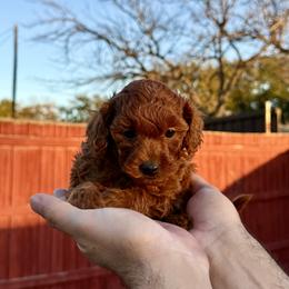 Poodle Puppies from PRETTY IN RED POODLES