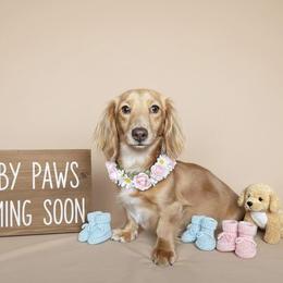 Sunny - Dachshund
