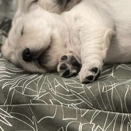Golden Retriever Puppies from Bramble Berry Goldens