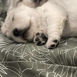 Golden Retriever Puppies from Bramble Berry Goldens