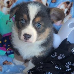 Black Paw Bandana Boy - Blue male Pembroke Welsh Corgi puppy in Cherokee, Oklahoma from MCS Farms-OK