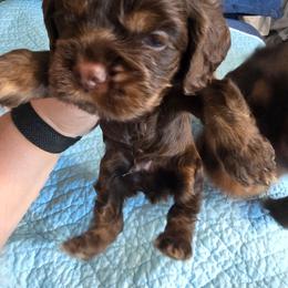 Lt blue collar - Brown and tan male Cocker Spaniel puppy in South Milwaukee, Wisconsin from South East Wisconsin cocker spaniels