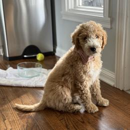 Goldendoodle Puppies from Hannah Mae Doodles