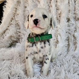Green - White and black male Dalmatian puppy in Gray, Georgia from Fuller Spots