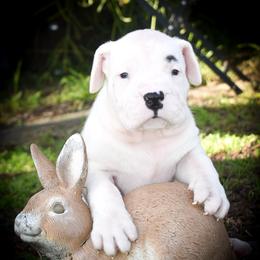 Deimos - White male Dogo Argentino puppy in San Diego, California from Debonair Dogos