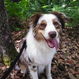 Gunner - Australian Shepherd