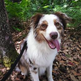 Gunner - Australian Shepherd